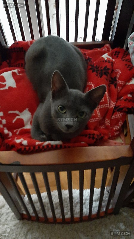 Katy — Hauskatze ♀, Vermisst seit 13.03.2026, Le Mont-sur-Lausanne (VD)