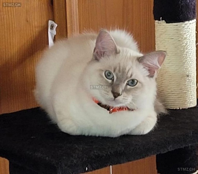 Milky — Birma ♂, Vermisst seit 03.04.2026, St. Antoni (FR)