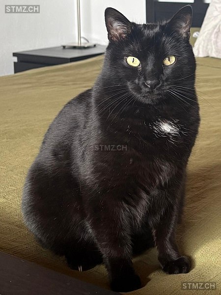 Pepsi — Hauskatze ♀, Vermisst seit 03.04.2026,  ()