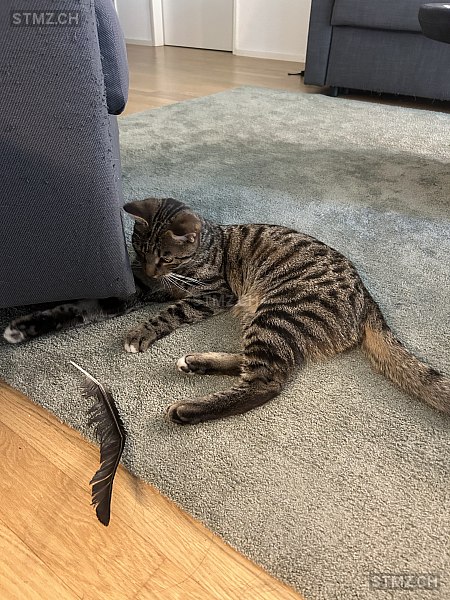 Luke — Hauskatze ♂, Vermisst seit 03.04.2026, Lenzburg (AG)