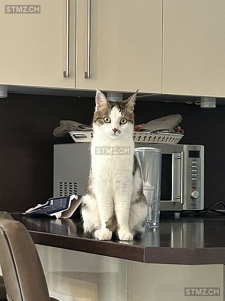 Cléo — Hauskatze ♀, Vermisst seit 01.04.2026, Vésenaz (GE)