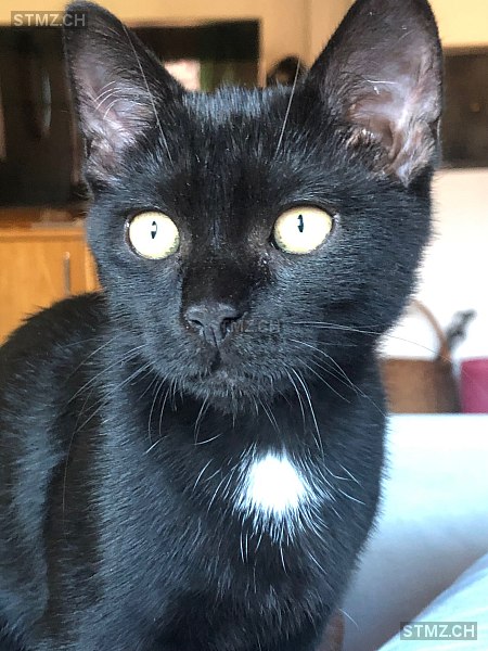 Mogli — Hauskatze ♂, Vermisst seit 12.03.2026, Jonen (AG)