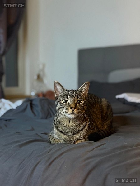 Mia — Hauskatze ♀, Vermisst seit 04.04.2026, Rebstein (SG)