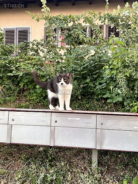 Diego — Katze ♂, Vermisst seit 03.04.2026, Zürich (ZH)