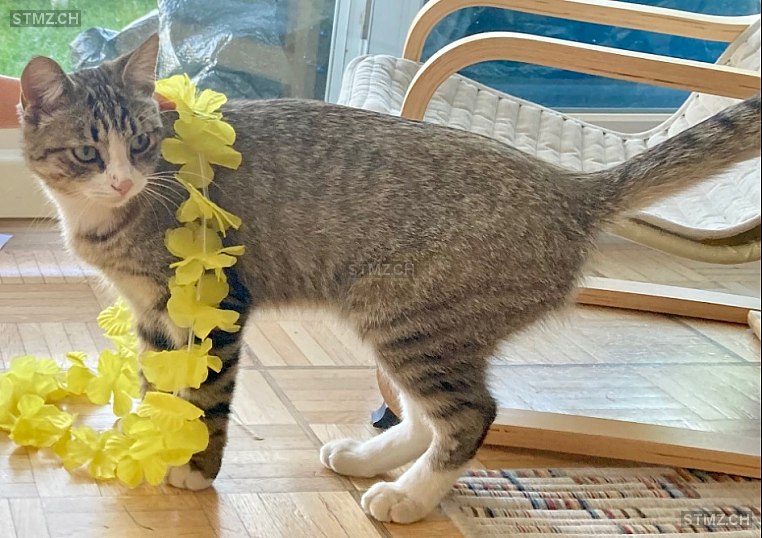 Polpette — Hauskatze ♂, Vermisst seit 31.03.2026,  ()