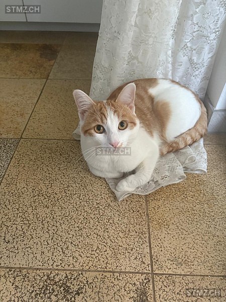 Coco — Katze ♂, Vermisst seit 04.04.2026, Brugg AG (AG)