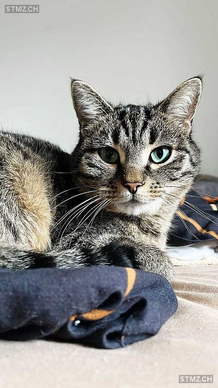 Amy — Hauskatze ♀, Vermisst seit 05.04.2026, Gerolfingen (BE)