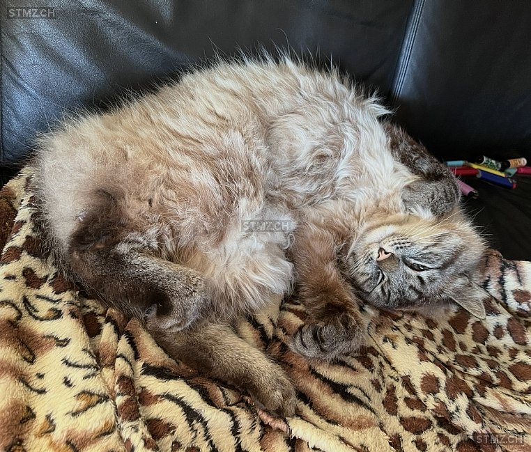 Rüdiger — Katze ♂, Vermisst seit 02.04.2026, Utzenstorf (BE)