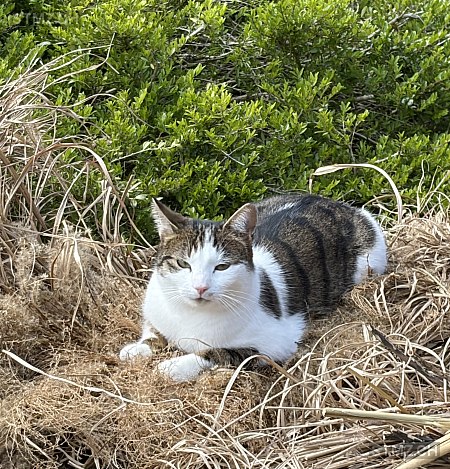 Tigi (Tigerli) — Hauskatze ♀, Vermisst seit 02.04.2026, Oberwil BL (BL)