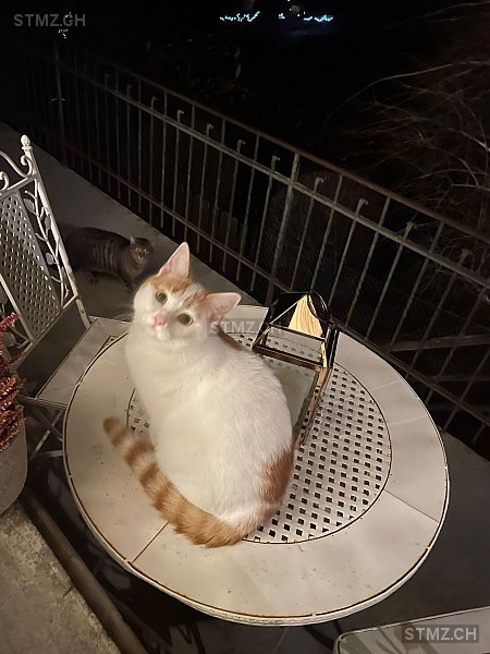 Schwurbli — Hauskatze ♂, Vermisst seit 03.04.2026, Thun (BE)