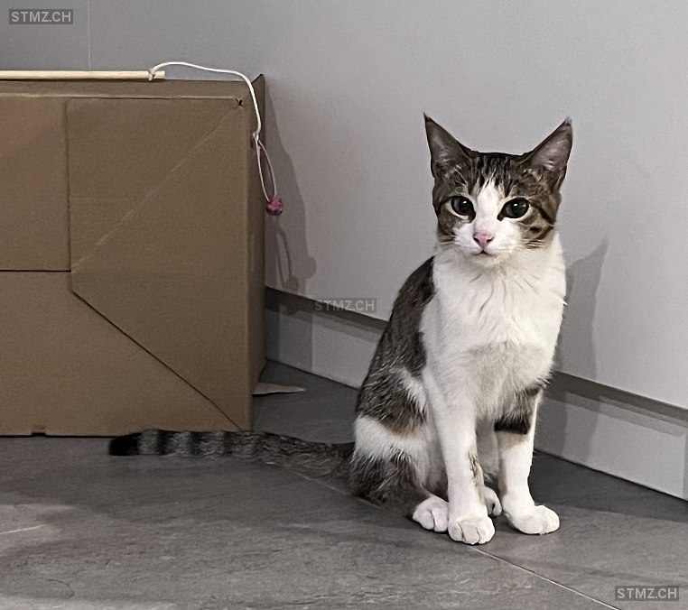 Teti — Hauskatze ♀, Vermisst seit 04.04.2026, Lodrino (TI)
