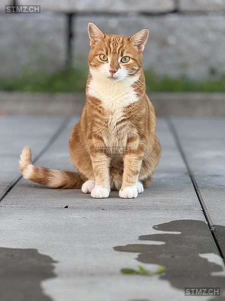 Chipsi — Hauskatze ♀, Vermisst seit 01.04.2026, Oetwil an der Limmat (ZH)