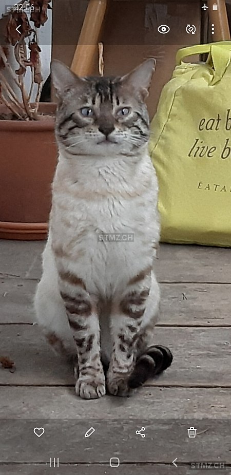 Gino — Katze ♂, Vermisst seit 30.03.2026, Vallamand (VD)