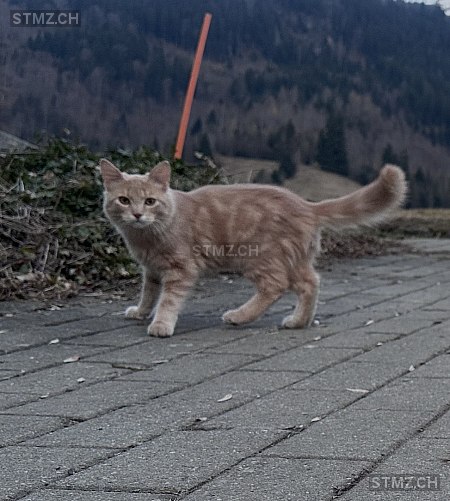 Blaze — Hauskatze ♂, Vermisst seit 02.04.2026, Frutigen (BE)