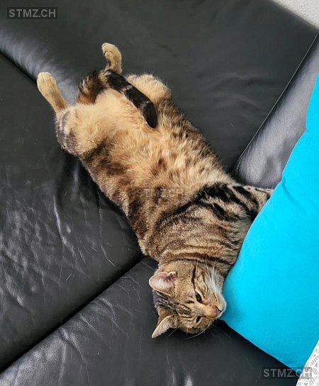 Chili — Hauskatze ♂, Vermisst seit 24.03.2026, Bern (BE)