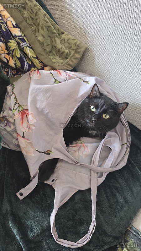 Yuna — Hauskatze ♀, Vermisst seit 04.04.2026, Thun (BE)