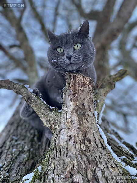 Luna — Hauskatze ♀, Vermisst seit 04.04.2026, Tuttwil (TG)