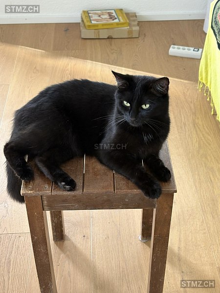 Dr. Dre / Mizi — Hauskatze ♀, Vermisst seit 04.04.2026, Wabern (BE)