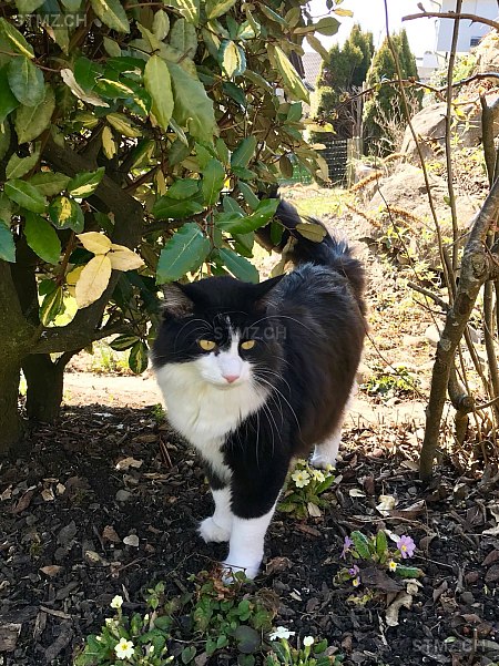 Mojito — Hauskatze ♂, Vermisst seit 05.04.2026, Hagendorn (ZG)