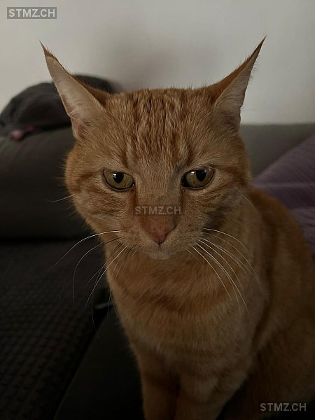 Felix — Hauskatze ♂, Vermisst seit 02.04.2026, Turbenthal (ZH)