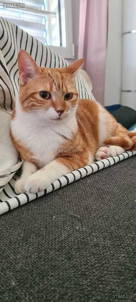 Eve — Hauskatze ♀, Vermisst seit 05.04.2026, St. Antoni (FR)