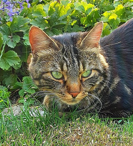 Jana — Hauskatze ♀, Vermisst seit 23.03.2026, Wängi (TG)