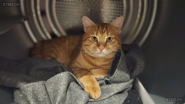 Chilly — Hauskatze ♂, Vermisst seit 05.04.2026, Bern (BE)