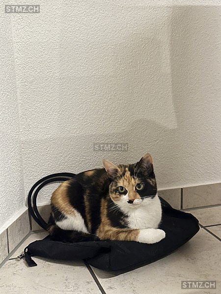 Ginny — Hauskatze ♀, Vermisst seit 05.04.2026, Aadorf (TG)