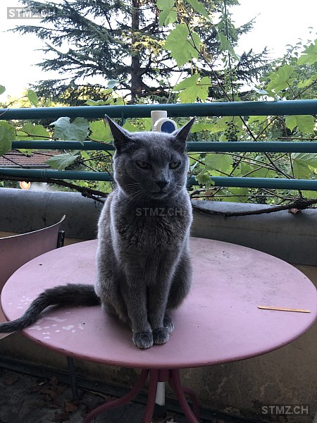 Heidi — Hauskatze ♀, Vermisst seit 02.04.2026, Petit-Lancy (GE)