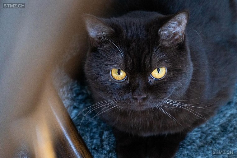 Clemi — British Kurzhaar ♀, Vermisst seit 05.04.2026, Oberkirch LU (LU)