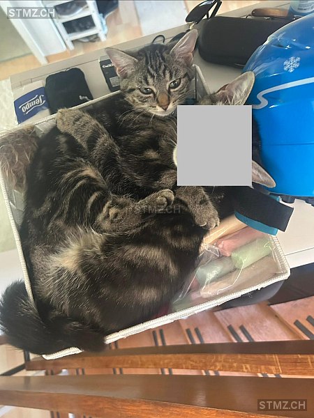 Bella — Hauskatze ♀, Missing since 04.04.2026, Birmensdorf ZH (ZH)