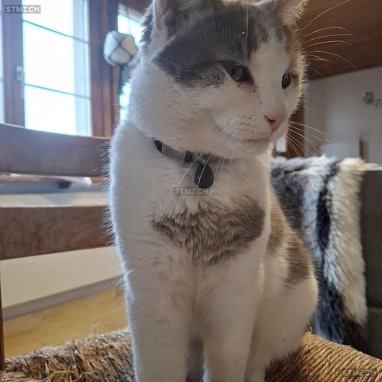 Moris — Katze ♂, Missing since 02.04.2026, Hettlingen (ZH)