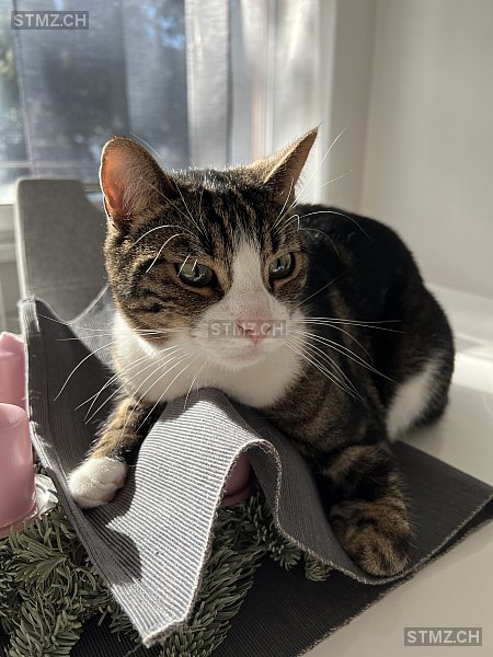 Romeo — Hauskatze ♂, Missing since 04.04.2026, Kehrsatz (BE)