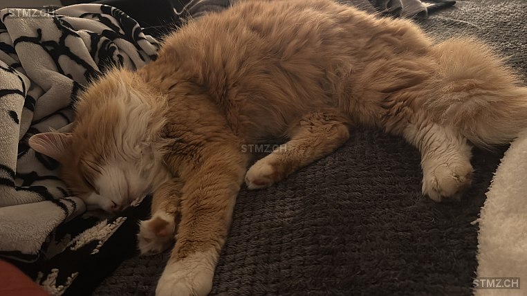 Simba — Hauskatze ♂, Missing since 04.03.2026, Safenwil (AG)