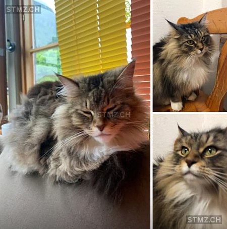 Leeloo — Maine Coon ♀, Missing since 21.03.2026, Wilderswil (BE)