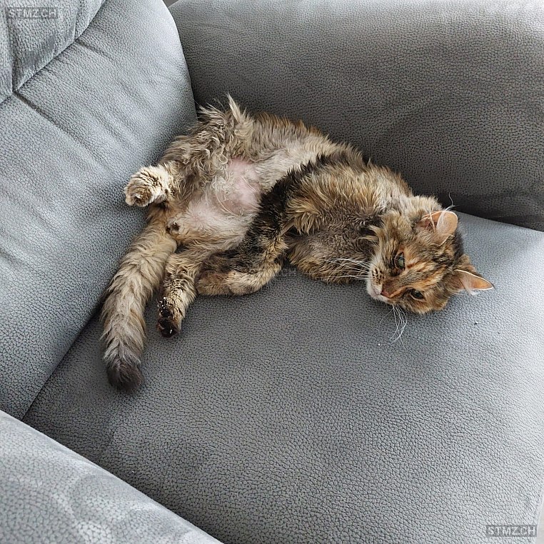 Myra — Maine Coon ♀, Missing since 05.04.2026, Langendorf (SO)
