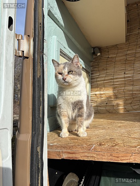 Baba — Hauskatze ♀, Missing since 06.04.2026, Enney (FR)