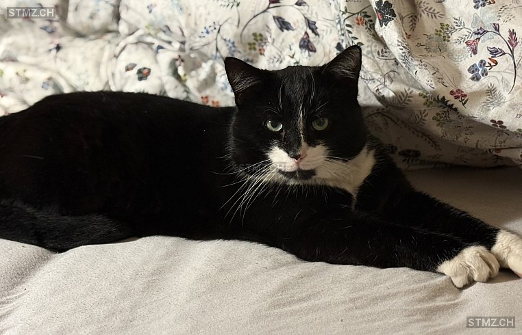 Max — Hauskatze ♂, Missing since 22.03.2026, Trin (GR)
