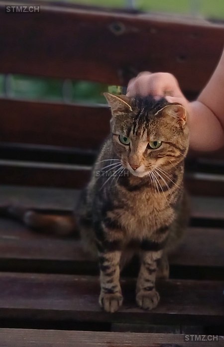 Tigerli — Hauskatze ♀, Missing since 30.03.2026, Ballwil (LU)