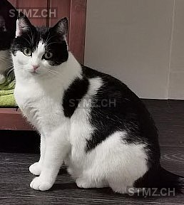 Safira — Hauskatze ♀, Missing since 04.04.2026, Bergdietikon (AG)