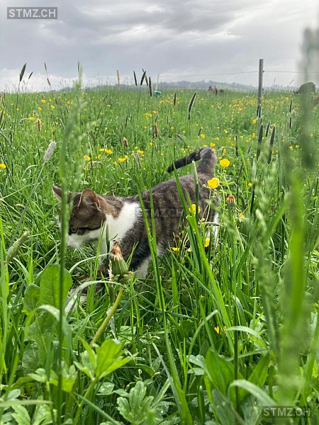 Simba — Hauskatze ♂, Missing since 21.03.2026, Eggiwil (BE)