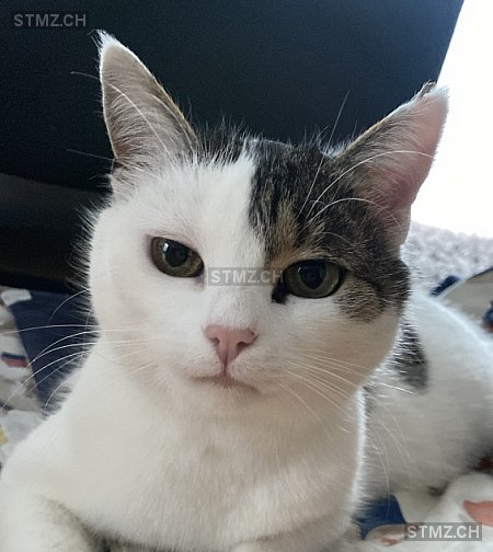 Clara/Flecki — Hauskatze ♀, Missing since 04.04.2026, Speicher (AR)