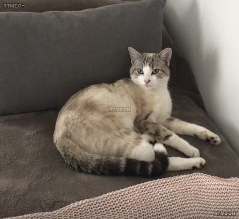 Filou — Hauskatze ♂, Missing since 03.04.2026, Eich (LU)