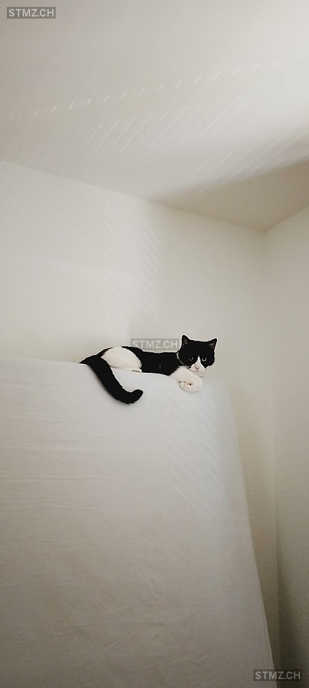 May — Hauskatze ♀, Missing since 06.04.2026, Solothurn (SO)