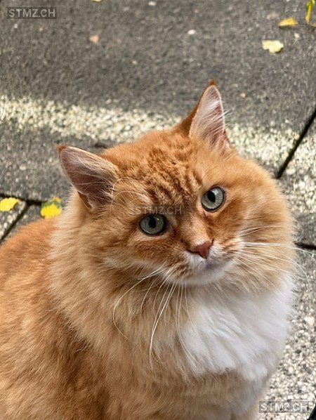 Mimi — Hauskatze ♀, Missing since 04.04.2026, Zürich (ZH)