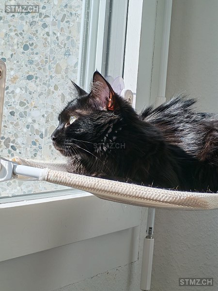 Vassili — Hauskatze ♂, Missing since 07.04.2026, Genève (GE)