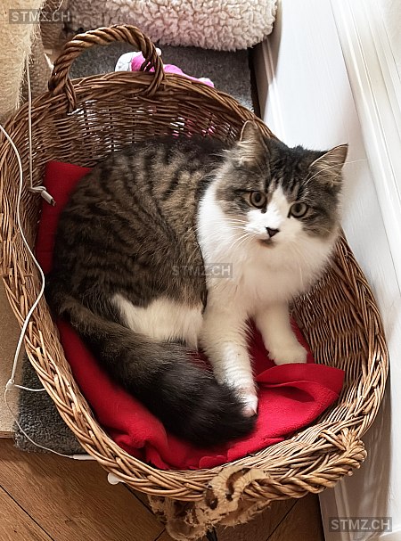 Lucky — Hauskatze ♀, Missing since 06.04.2026, Basel (BS)