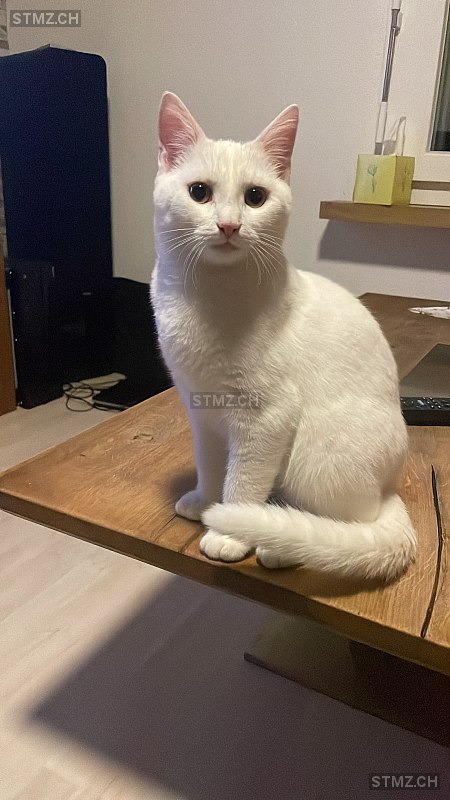 Merlin — Hauskatze ♂, Missing since 05.04.2026, Rorschacherberg (SG)