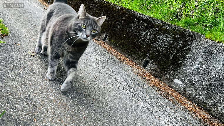 Mixou — Hauskatze ♂, Missing since 20.03.2026, Le Locle (NE)