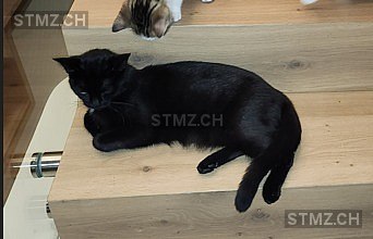 Luna — Hauskatze ♀, Missing since 23.03.2026, Wangen SZ (SZ)